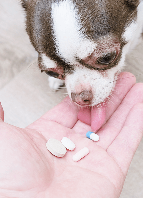なぜ犬のアレルギー アトピーは治らないの 犬の皮膚病治療ならごとふ動物病院 福岡
