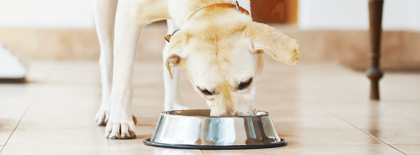 犬のアレルギーは体質に合わないドックフードが原因 ごとふ動物病院 福岡