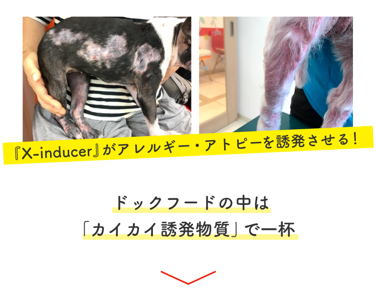 Description of Photo