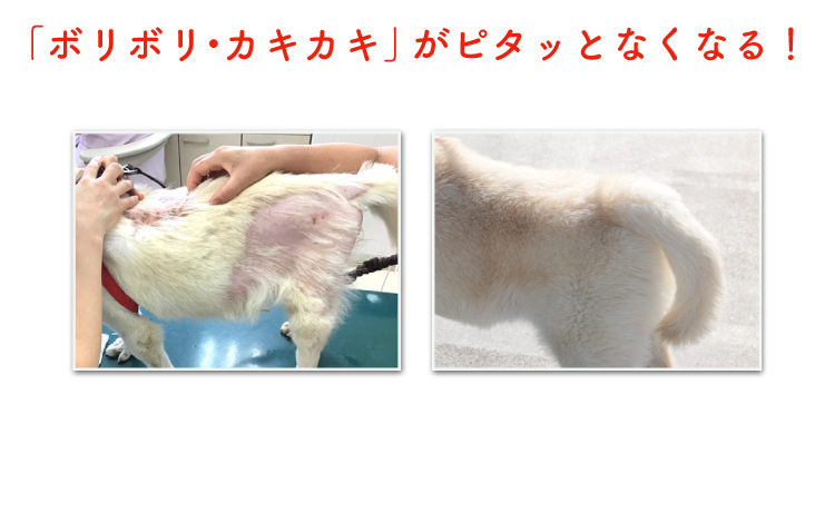 Description of Photo