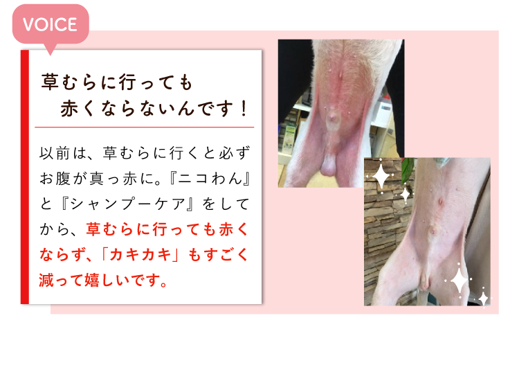 Description of Photo