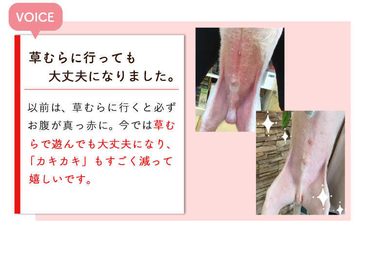 Description of Photo